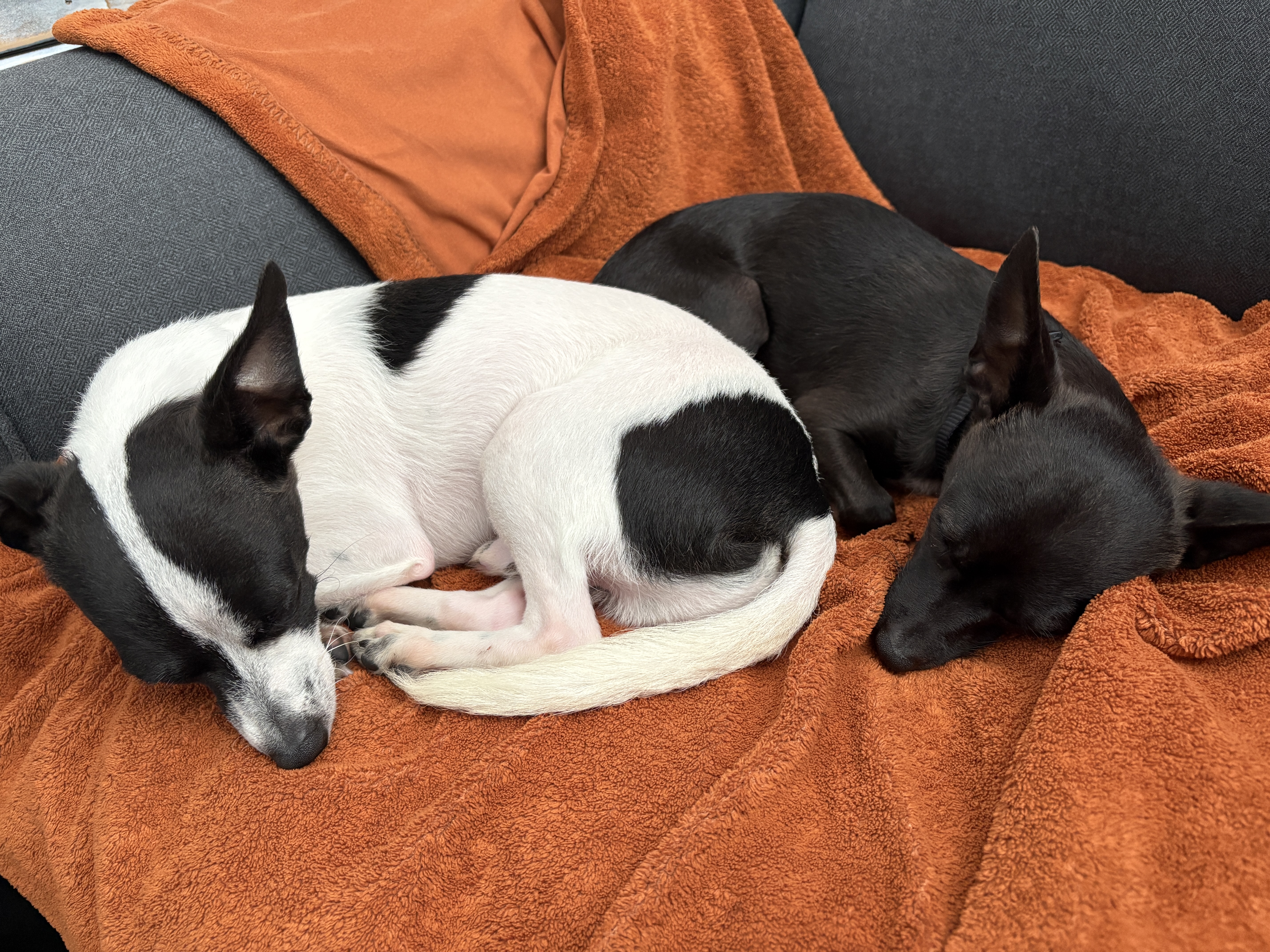 Two Chihuahua puppies, one black, the other black and white, sleeping together on an orange blanket.