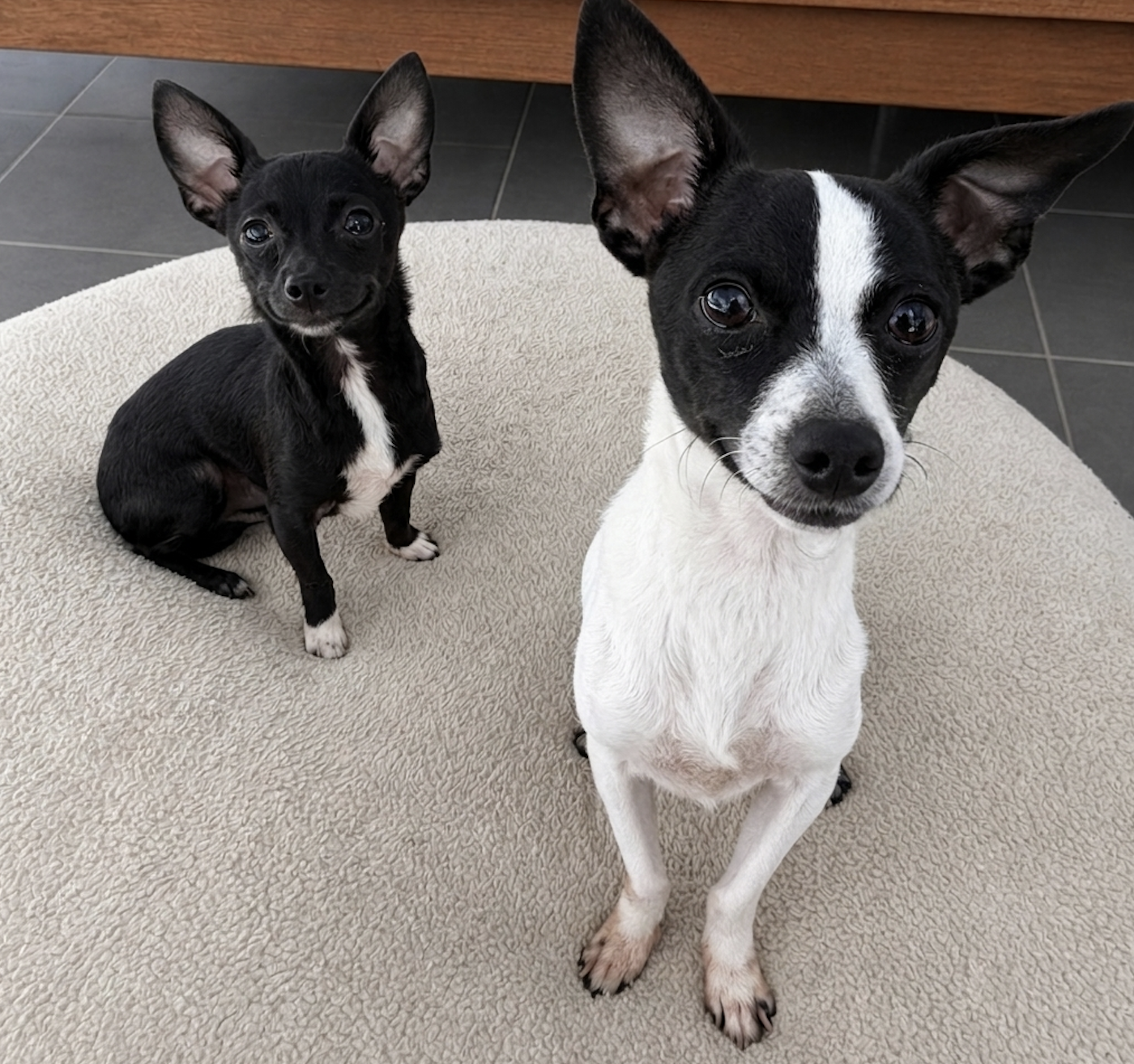 Two small, alert black-and-white dogs with large upright ears sitting on a cream-colored bed and looking curiously at the camera.